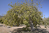 Cherimoya tree (Annona cherimola) with fruit called Cherimoya, La Cruz, Valparaiso Region, Chile