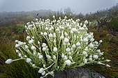 Cape snow everlasting or white everlasting (Syncarpha vestita) flower. Kogelberg Nature Reserve, Whale Coast, Overberg, Western Cape, South Africa.