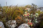 Masson's heath (Erica Massoni) flower. Kogelberg Nature Reserve, Whale Coast, Overberg, Western Cape, South Africa.