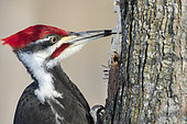 Pileated Woodpecker (Dryocopus pileatus) looking for insects under the bark of a tree, La Mauricie National Park, Quebec, Canada