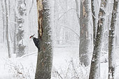 Pileated Woodpecker (Dryocopus pileatus) looking for insects under the bark of a tree during a winter storm, La Mauricie National Park, Quebec, Canada