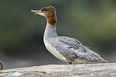 Goosander (Mergus merganser) on a rock, Bird with a growth under the bill, La Mauricie National Park, Quebec, Canada