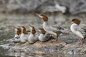 Family of Goosansers (Mergus merganser) on a rock and looking up to the sky. A bird with a protrusion under its beak. La Mauricie National Park. Quebec. Canada
