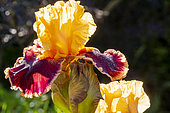 Tall Bearded iris (Iris germanica) 'Santiago Castroviejo' Breeder : Cayeux 2012