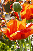 Opium poppy (Papaver somniferum) 'Le Géant'