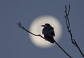 Rook (Corvus frugilegus) silhouette onside the moon, England