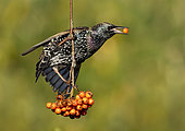 Starling (Sturnus vulgaris) eating a rowan berrie, England