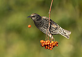 Starling (Sturnus vulgaris) dropping a rowan berrie, Engalnd