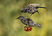 Starling (Sturnus vulgaris) eating a rowan berrie, England