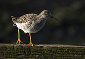 Ruff (Calidris pugnax) perched on a beam, England