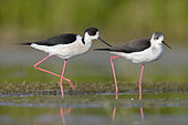 Black-winged Stilt (Himantopus himantopus), a couple standing in the water, Italy