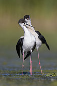 Black-winged Stilt (Himantopus himantopus), couple displaying in a marsh, Campania, Italy