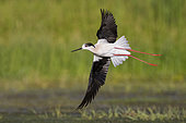 Black-winged Stilt (Himantopus himantopus), adult in flight, Campania, Italy
