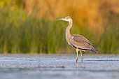 Grey Heron (Ardea cinerea), side view of a juvenile standing in a swamp, Campania, Italy