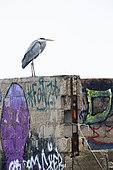 Grey Heron (Ardea cinerea), side view of an adult standing on a wall, Campania, Italy