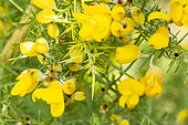 Double Gorse (Ulex europaeus) 'Flore Pleno'