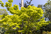 Erable pleine lune (Acer shirasawanum) 'Aureum'