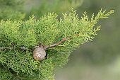 Mediterranean Cypress or Pencil Pine (Cupressus sempervirens), branch with cones, Provence, southern France, France, Europe