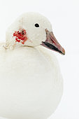 Snow goose (Anser caerulescens) wounded during the hunting season, Chaudière-Appalaches region, Quebec, Canada