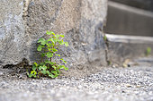 Plant growing in the interstices of the bitumen on a sidewalk in Villeurbanne, Métropole de Lyon, France