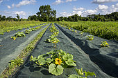 Zucchini plants on tarp in the shared garden Les Pot'iront in Décines, Métropole de Lyon, Rhône, France