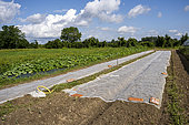 Installation of netting on market gardening beds to conserve moisture in the soil at the pot'iront shared garden in Décines, Métropole de Lyon, Rhône, France