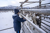 Misha, 11 years old, stroking reindeer in an enclosure protected for the night of predators, surroundings of Uoyan, Buryatia, Russia