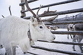 Reindeer in their enclosure, protected for the night from predators, surroundings of Uoyan, Buryatia, Russia