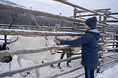 Misha, 11 years old, stroking reindeer in an enclosure protected for the night of predators, surroundings of Uoyan, Buryatia, Russia