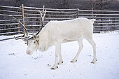 Reindeer in an enclosure, protected for the night from predators, surroundings of Uoyan, Buryatia, Russia