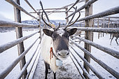 Reindeer in an enclosure, protected for the night from predators, surroundings of Uoyan, Buryatia, Russia