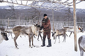 Reindeer herder marking reindeer that are vaccinated, surroundings of Uoyan, Buryatia, Russia