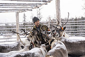 Reindeer breeder giving salt to animals as a food supplement, surroundings of Uoyan, Buryatia, Russia