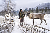 Reindeer herder preparing to harness a reindeer to a barrel, surroundings of Uoyan, Buryatia, Russia