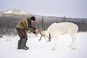 Reindeer herder having fun wrestling with an animal, surroundings of Uoyan, Buryatia, Russia