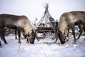 Two reindeer in front of a chum, surroundings of Uoyan, Buryatia, Russia