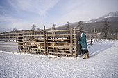 Reindeer preparing to come out of their enclosure to spend the day in the surrounding taiga for food, around Uoyan, Buryatia, Russia