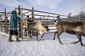 Reindeer coming out of the enclosure to spend the day in the surrounding taiga to feed, around Uoyan, Buryatia, Russia