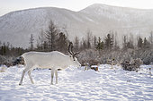 White reindeer in the snow, surroundings of Uoyan, Buryatia, Russia