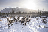 Herd of reindeer out of their enclosure to spend the day in the surrounding taiga to feed, around Uoyan, Buryatia, Russia