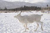 White reindeer in the snow, surroundings of Uoyan, Buryatia, Russia