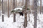 Sable in a trap set by a trapper near Uoyan, Buryatia, Russia
