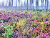 Typical Landes forest, Landes de Gascogne NP, ferns, maritime pines, heather, autumn, Lit-et-Mixe, Landes, France
