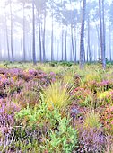 Typical Landes forest, Landes de Gascogne NP, ferns, maritime pines, heather, autumn, Lit-et-Mixe, Landes, France