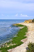 Présence d'algues vertes sur une plage, Pointe de Chassiron, Ile d'Oléron, Charente-Maritime, France