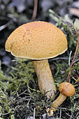 Mushroom, Variety Bolet, Landes, France