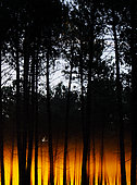 La forêt landaise dégage souvent une atmosphère mystique et mystérieuse et contribue à l'attractivité du territoire landais dans le domaine de l'audiovisuel et du cinéma, "Holywood Landes", Lit-et-Mixe, Landes, France