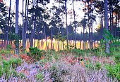 Typical Landes forest, Landes de Gascogne NP, ferns, maritime pines, heather, autumn, Lit-et-Mixe, Landes, France