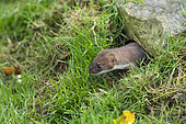 Stoat (Mustela erminea) coming from under a stone, England
