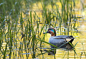 Teal (Anas crecca) swiming in yellow water at sunrise, England